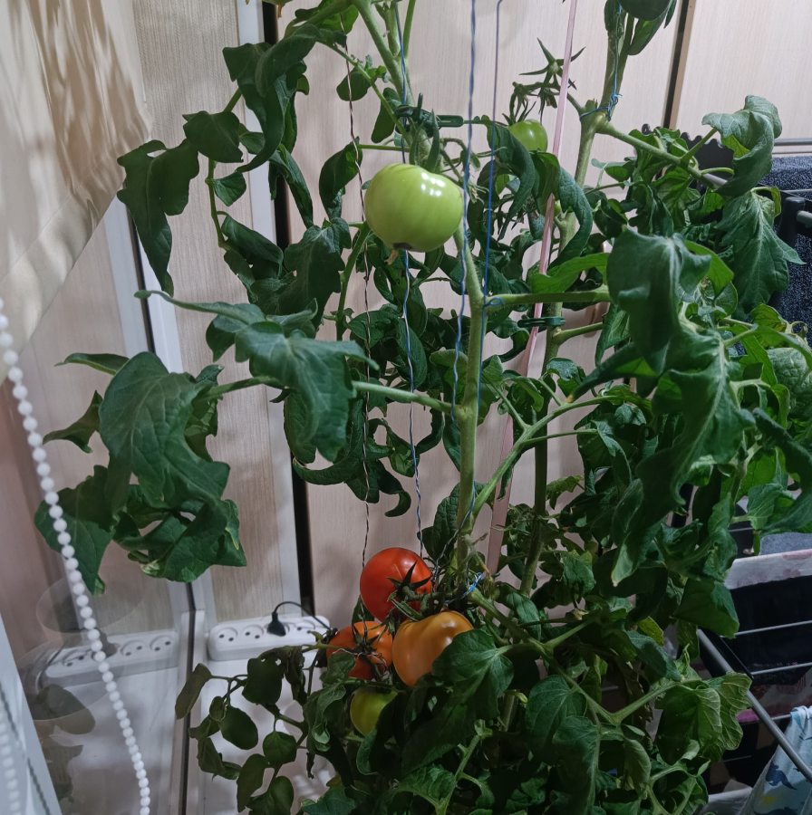 Continuation of the post Growing tomatoes hydroponically (instructions) Part 1 - Plants, Hydroponics, Tomatoes, Gardening, Houseplants, Reply to post, Longpost