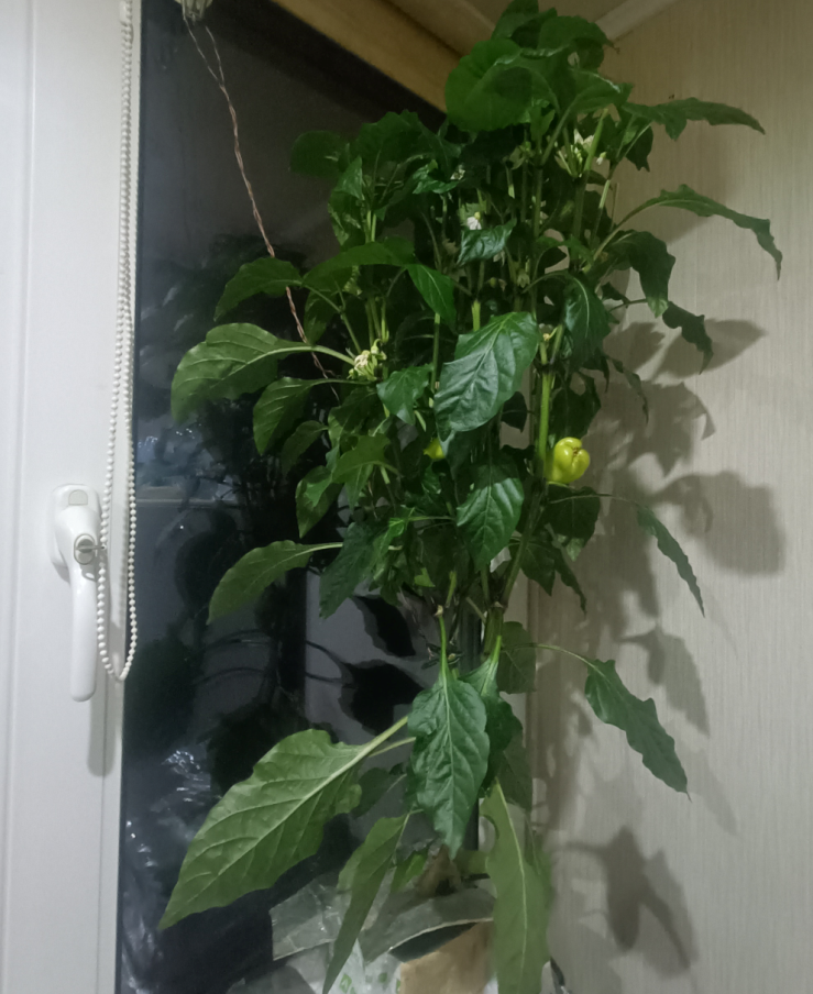 Continuation of the post Growing tomatoes hydroponically (instructions) Part 1 - Plants, Hydroponics, Tomatoes, Gardening, Houseplants, Reply to post, Longpost