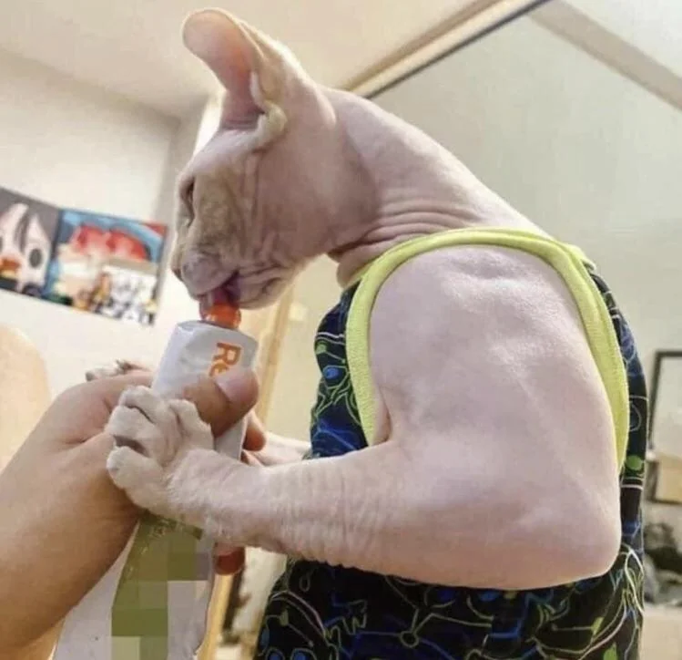 Even the cat is more pumped up than you! - cat, Sphinx, Muscle, Disease