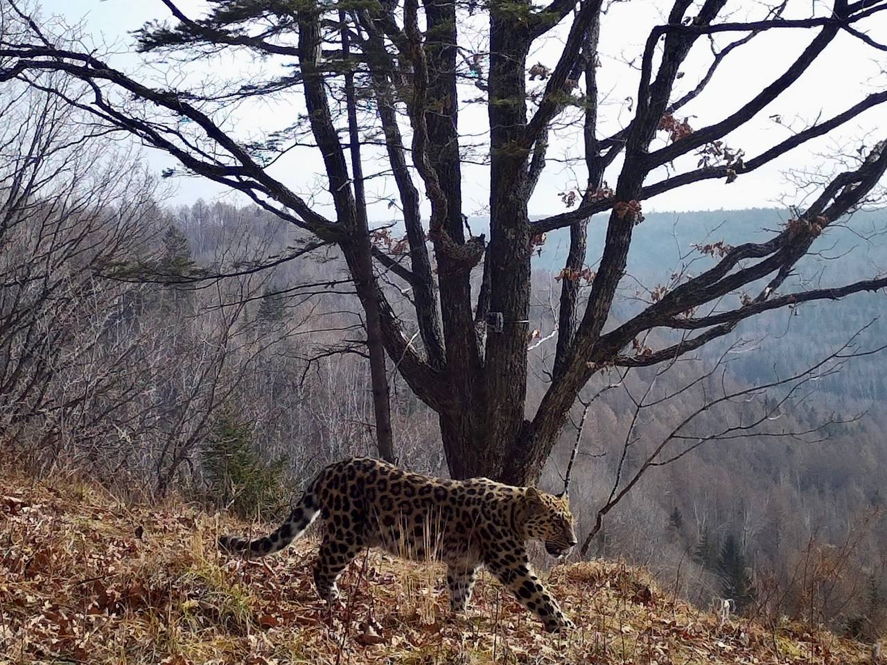 Beauty - both on the left side and on the right side! - Far Eastern leopard, National park, Land of the Leopard, Leopard, Primorsky Krai, Phototrap, Predatory animals, wildlife, Wild animals, Cat family, Big cats, New girl, Telegram (link), Longpost