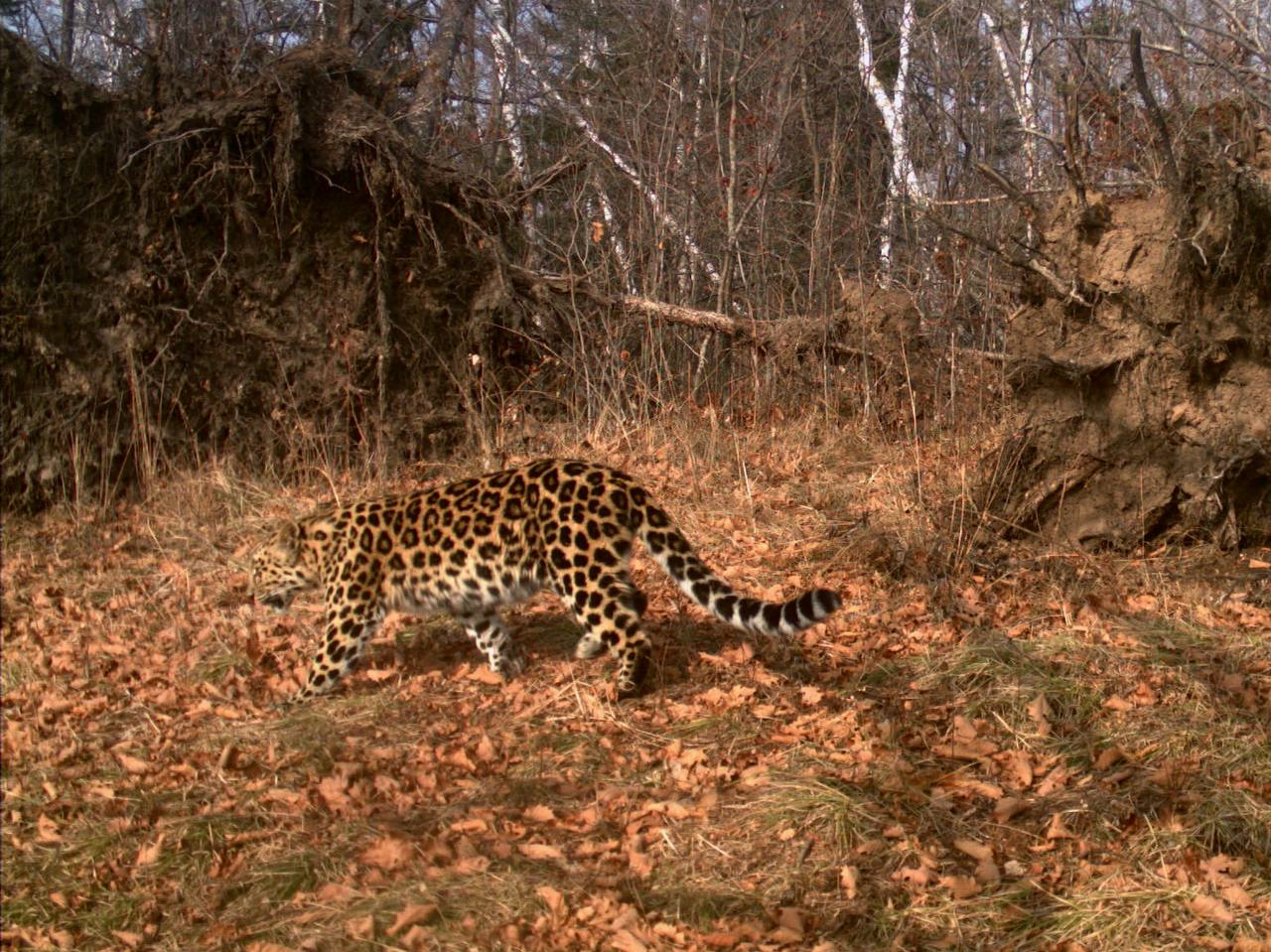 Beauty - both on the left side and on the right side! - Far Eastern leopard, National park, Land of the Leopard, Leopard, Primorsky Krai, Phototrap, Predatory animals, wildlife, Wild animals, Cat family, Big cats, New girl, Telegram (link), Longpost