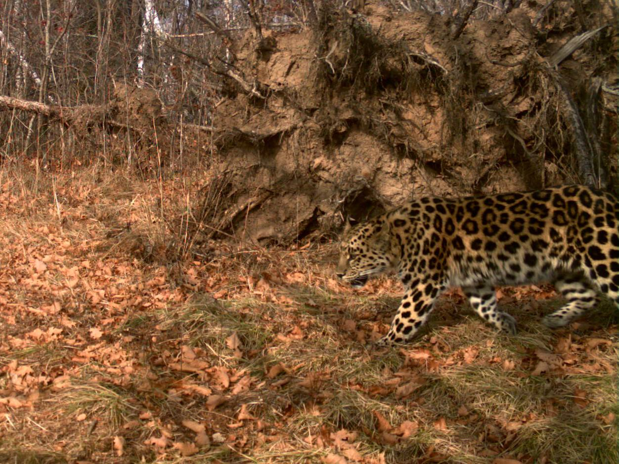 Beauty - both on the left side and on the right side! - Far Eastern leopard, National park, Land of the Leopard, Leopard, Primorsky Krai, Phototrap, Predatory animals, wildlife, Wild animals, Cat family, Big cats, New girl, Telegram (link), Longpost