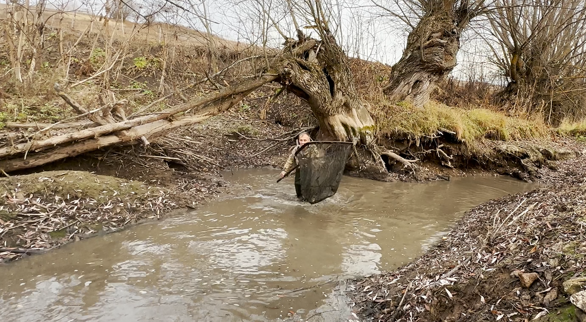 Saving pikes from a dried-up river - My, Pike, Good deeds, Longpost, A fish, Animal Rescue