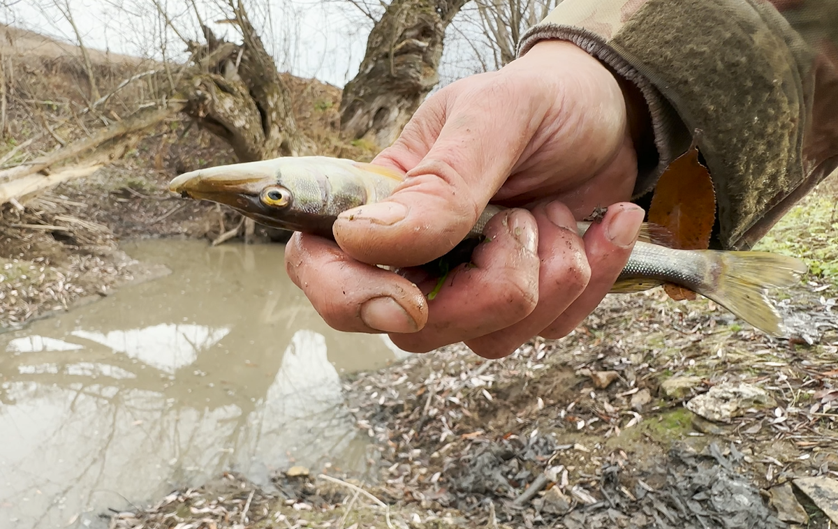 Saving pikes from a dried-up river - My, Pike, Good deeds, Longpost, A fish, Animal Rescue