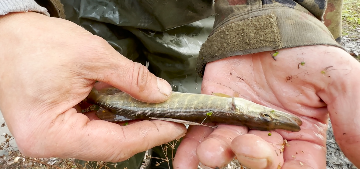 Saving pikes from a dried-up river - My, Pike, Good deeds, Longpost, A fish, Animal Rescue