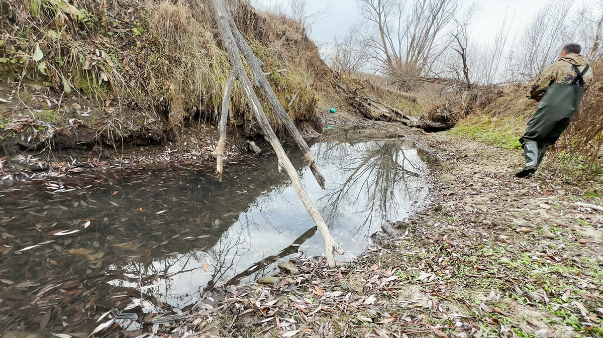 Saving pikes from a dried-up river - My, Pike, Good deeds, Longpost, A fish, Animal Rescue