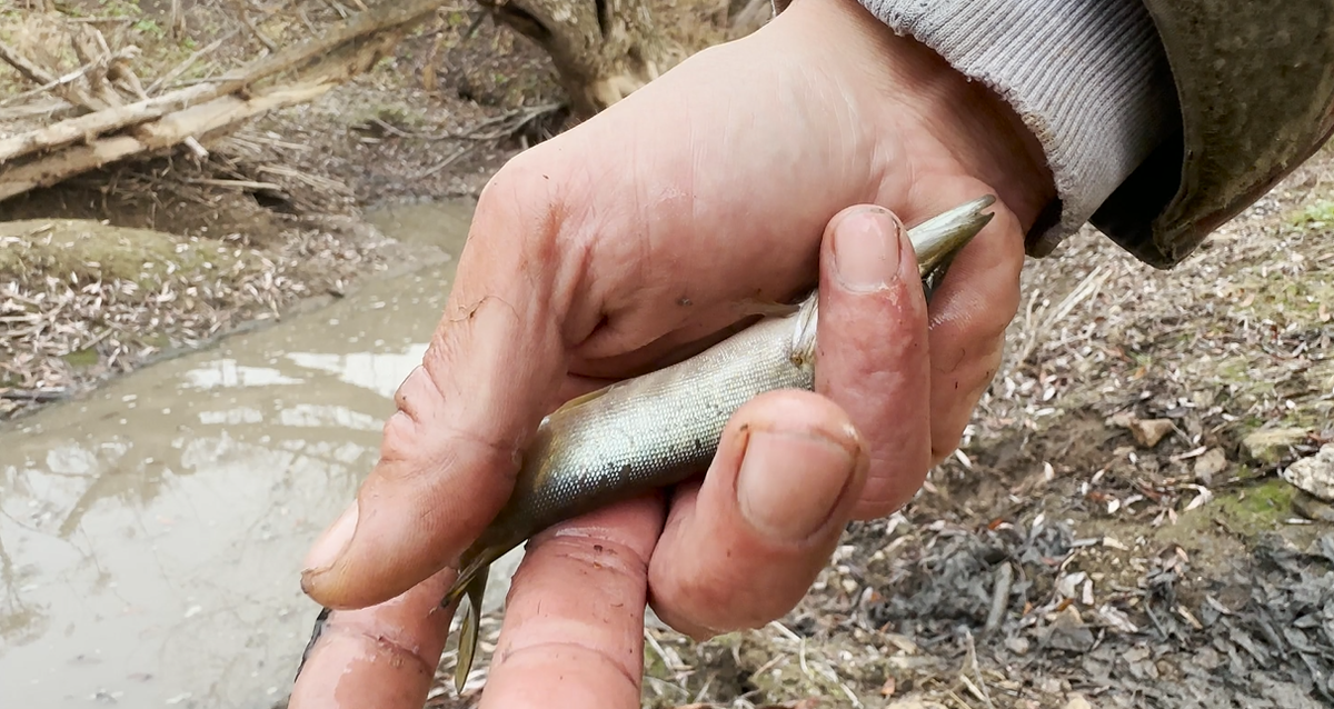 Saving pikes from a dried-up river - My, Pike, Good deeds, Longpost, A fish, Animal Rescue