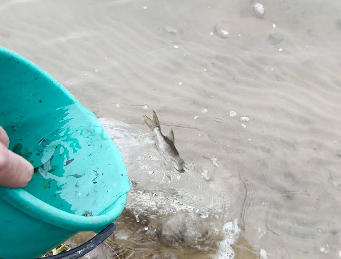 Saving pikes from a dried-up river - My, Pike, Good deeds, Longpost, A fish, Animal Rescue