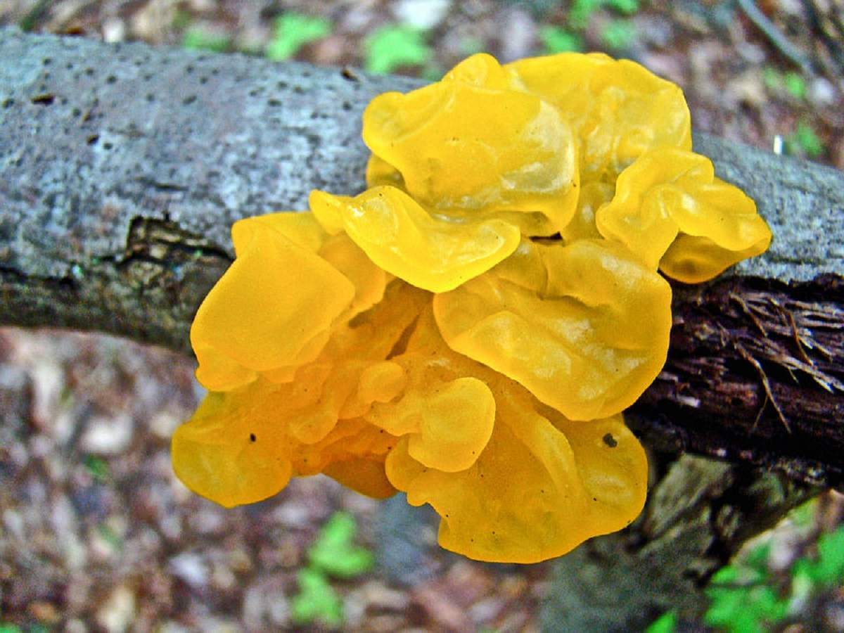 Mushrooms: orange trembler - My, Plants, Botany, Entertaining botany, Mushrooms, Botmuseum, Botanical Museum of the Botanical Institute of the Russian Academy of Sciences, Longpost