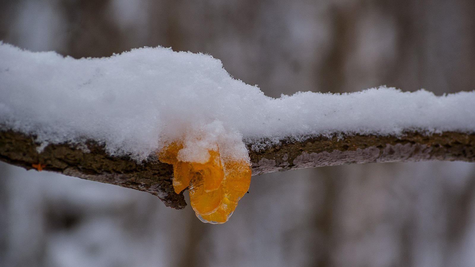 Mushrooms: orange trembler - My, Plants, Botany, Entertaining botany, Mushrooms, Botmuseum, Botanical Museum of the Botanical Institute of the Russian Academy of Sciences, Longpost