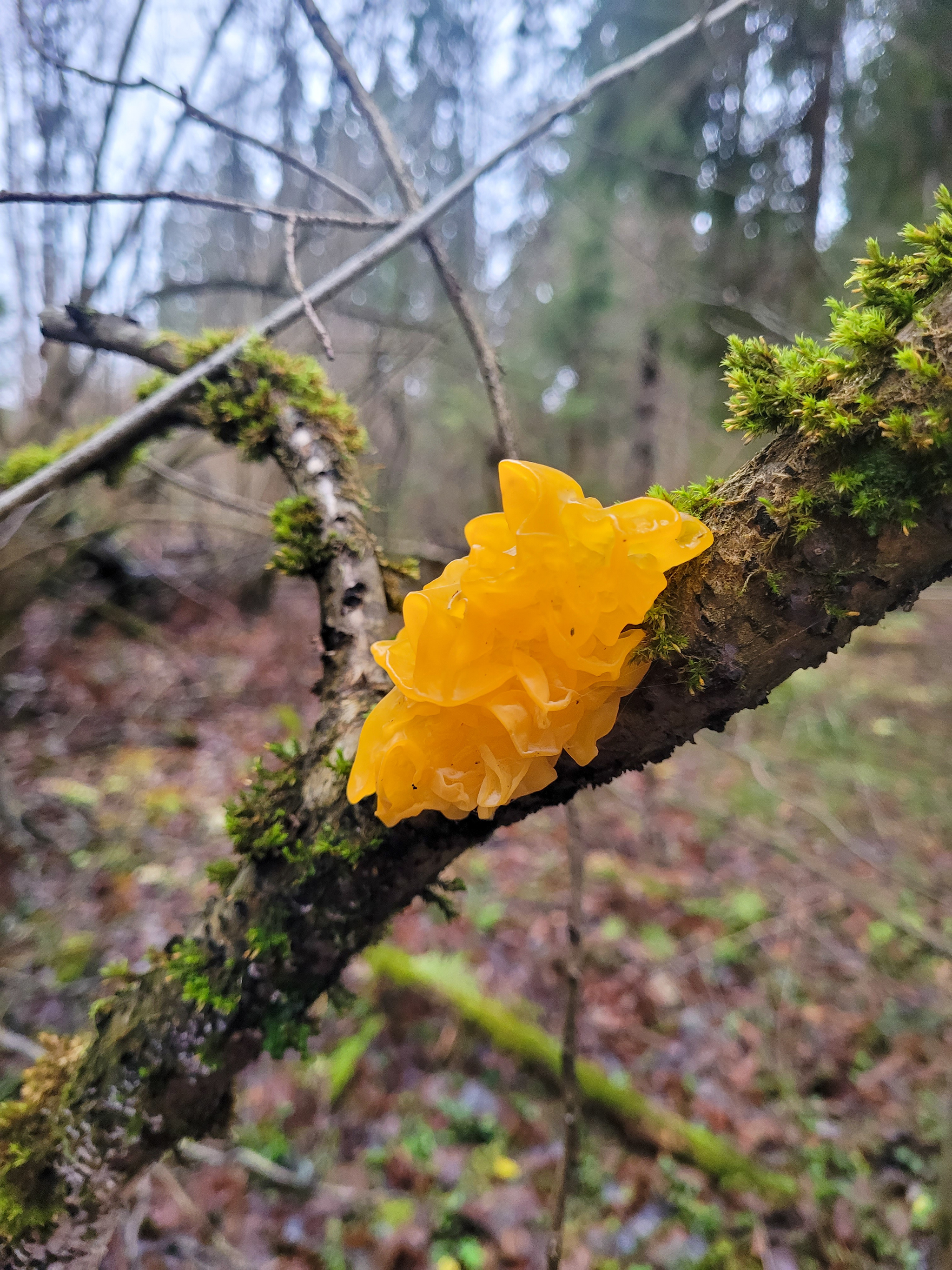 Mushrooms: orange trembler - My, Plants, Botany, Entertaining botany, Mushrooms, Botmuseum, Botanical Museum of the Botanical Institute of the Russian Academy of Sciences, Longpost