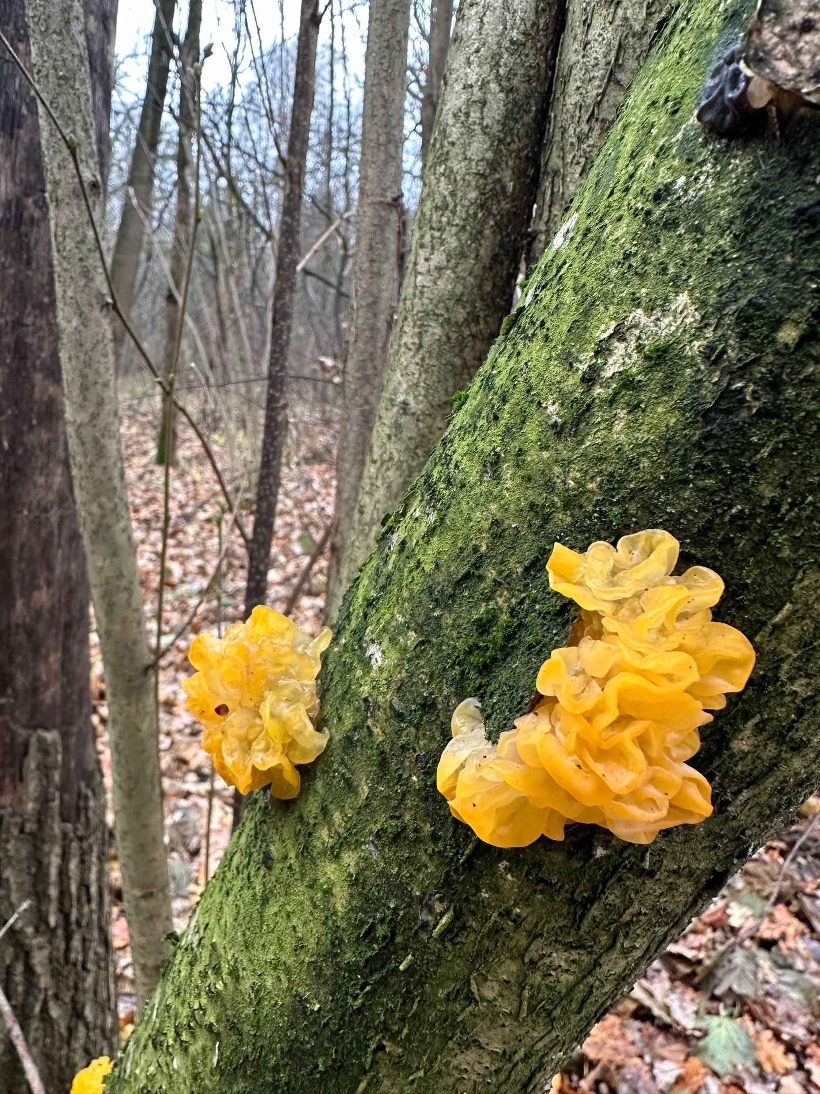 Mushrooms: orange trembler - My, Plants, Botany, Entertaining botany, Mushrooms, Botmuseum, Botanical Museum of the Botanical Institute of the Russian Academy of Sciences, Longpost