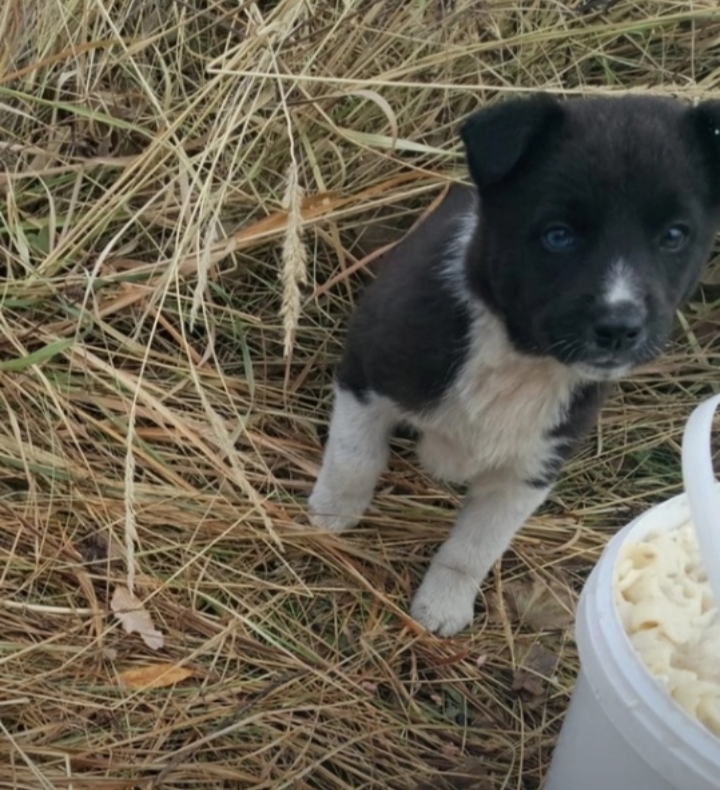 Motherless puppies freeze to death in a field in the Sverdlovsk region - My, The rescue, Kindness, Volunteering, Lost, Longpost, In good hands, Dog, Helping animals, Puppies, Nizhny Tagil, Animal Rescue