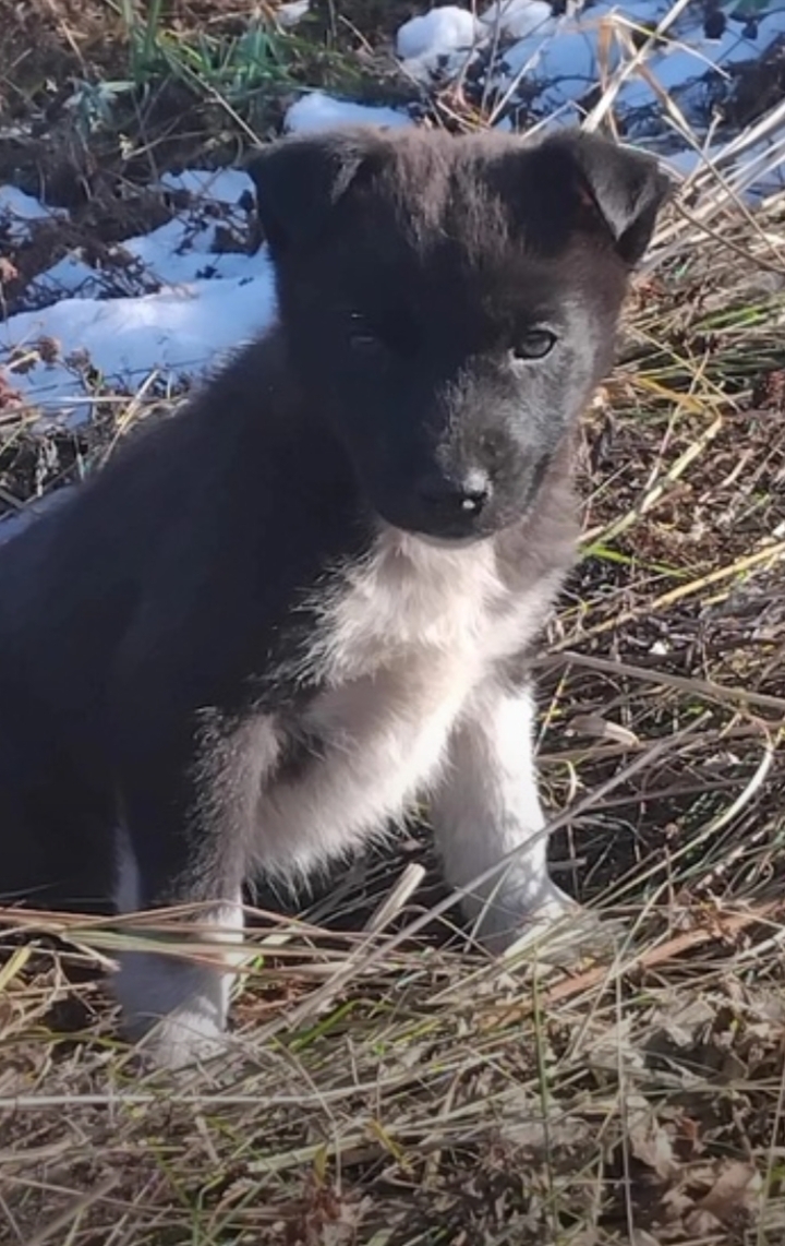 Motherless puppies freeze to death in a field in the Sverdlovsk region - My, The rescue, Kindness, Volunteering, Lost, Longpost, In good hands, Dog, Helping animals, Puppies, Nizhny Tagil, Animal Rescue