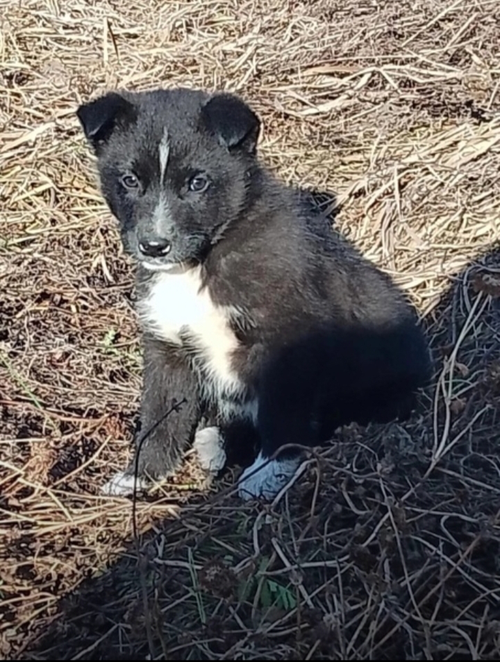 Motherless puppies freeze to death in a field in the Sverdlovsk region - My, The rescue, Kindness, Volunteering, Lost, Longpost, In good hands, Dog, Helping animals, Puppies, Nizhny Tagil, Animal Rescue