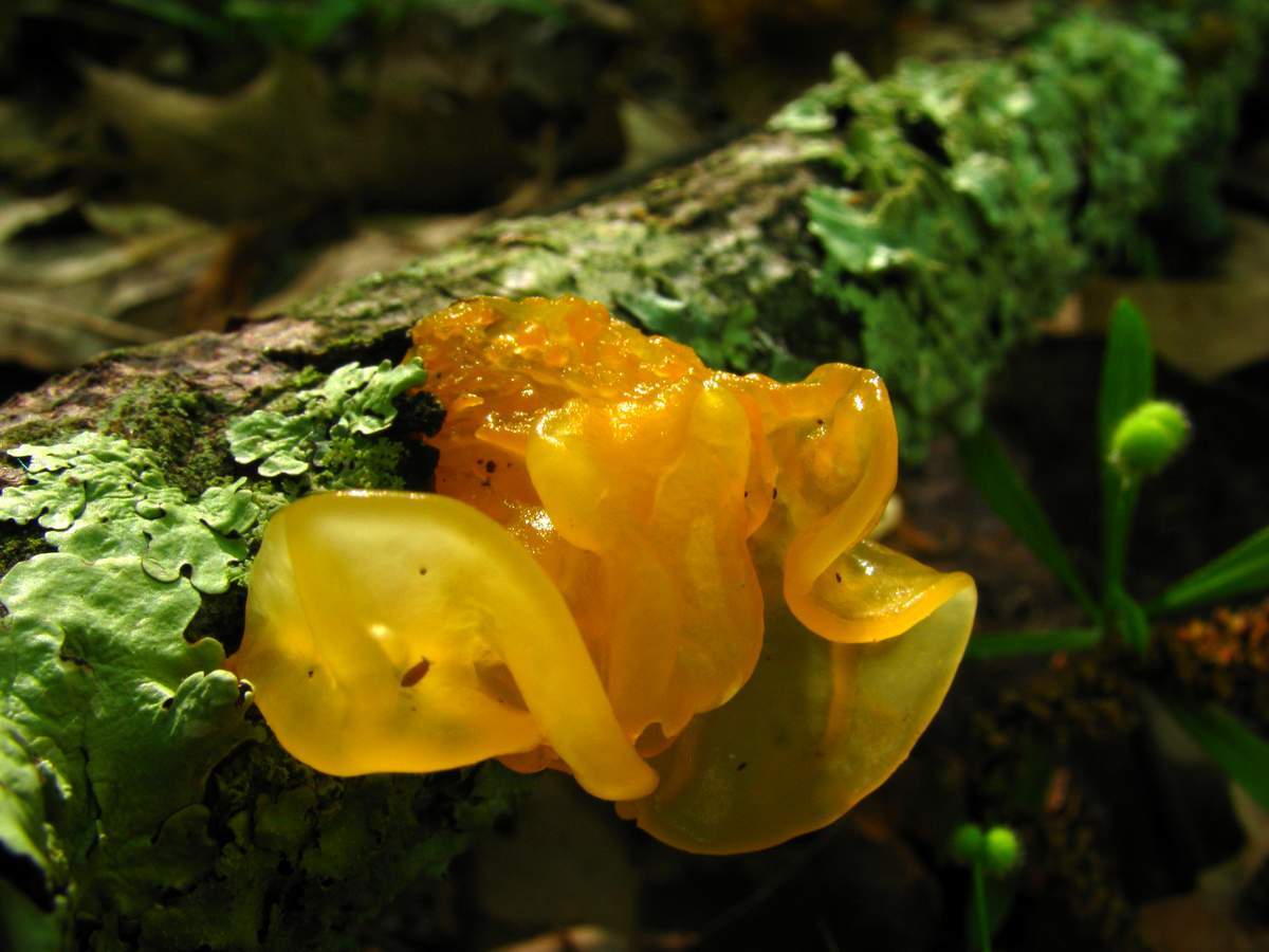 Mushrooms: orange trembler - My, Plants, Botany, Entertaining botany, Mushrooms, Botmuseum, Botanical Museum of the Botanical Institute of the Russian Academy of Sciences, Longpost