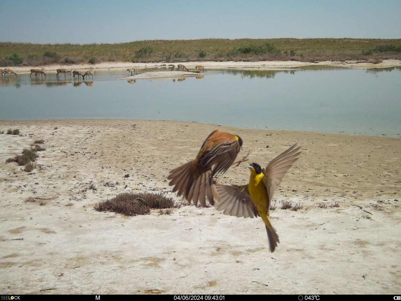 Stop, moment, you are beautiful! - Wild animals, mute swan, Steppe Cat, blackhead bunting, Black Lands Nature Reserve, Kalmykia, The photo, wildlife, Phototrap, Telegram (link), Longpost