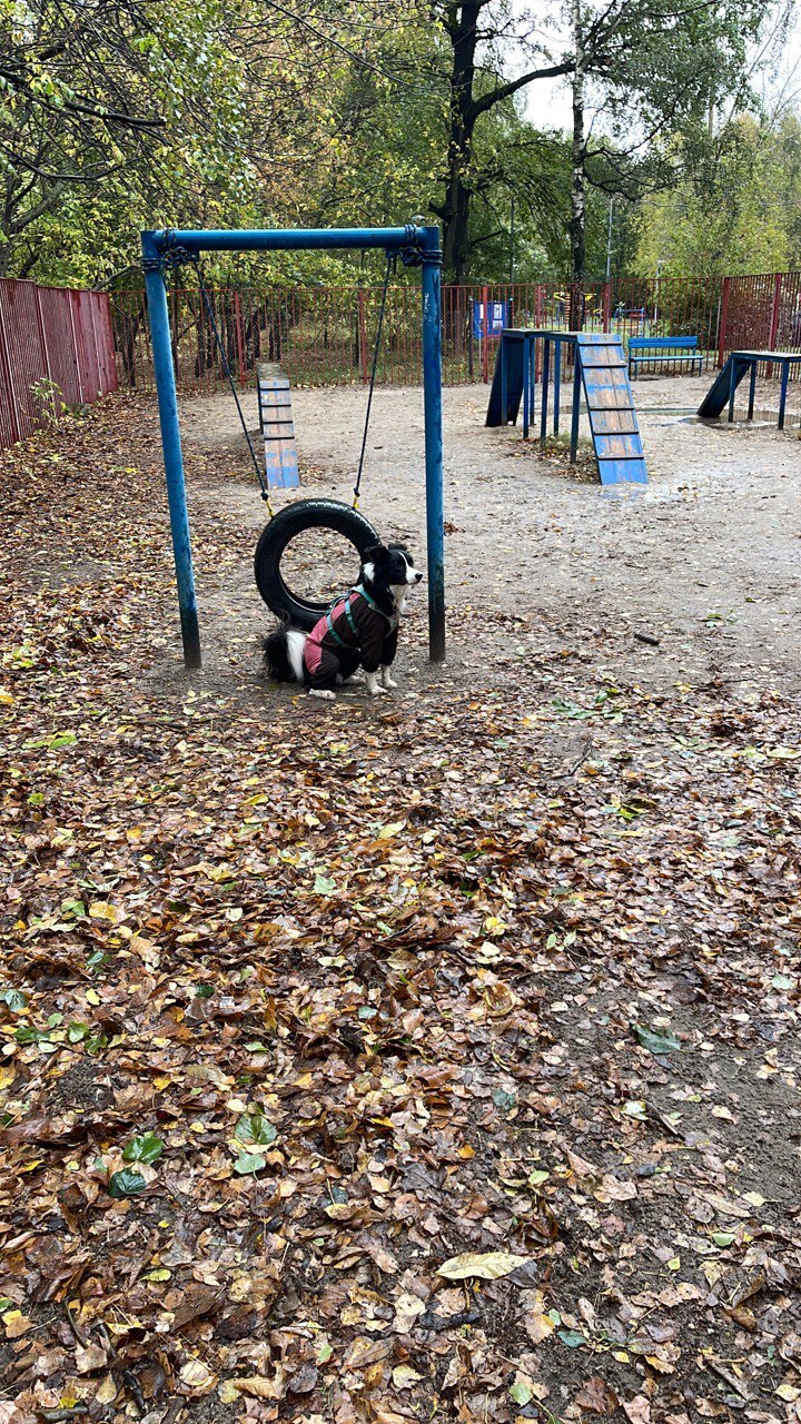 Dogs Without Borders: How My Neighbors and I Are Looking for a Dog Playground Fence - Dog, Town, Urbanism, Beautification, Longpost, My, Quad Bearers, Training, The park, Dog lovers, Walk, Friend, District, Moscow, Stupidity