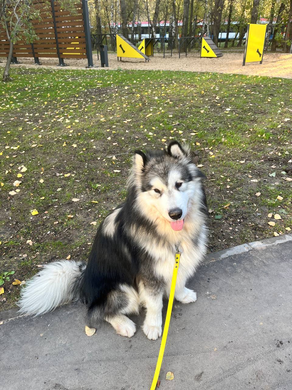 Dogs Without Borders: How My Neighbors and I Are Looking for a Dog Playground Fence - Dog, Town, Urbanism, Beautification, Longpost, My, Quad Bearers, Training, The park, Dog lovers, Walk, Friend, District, Moscow, Stupidity