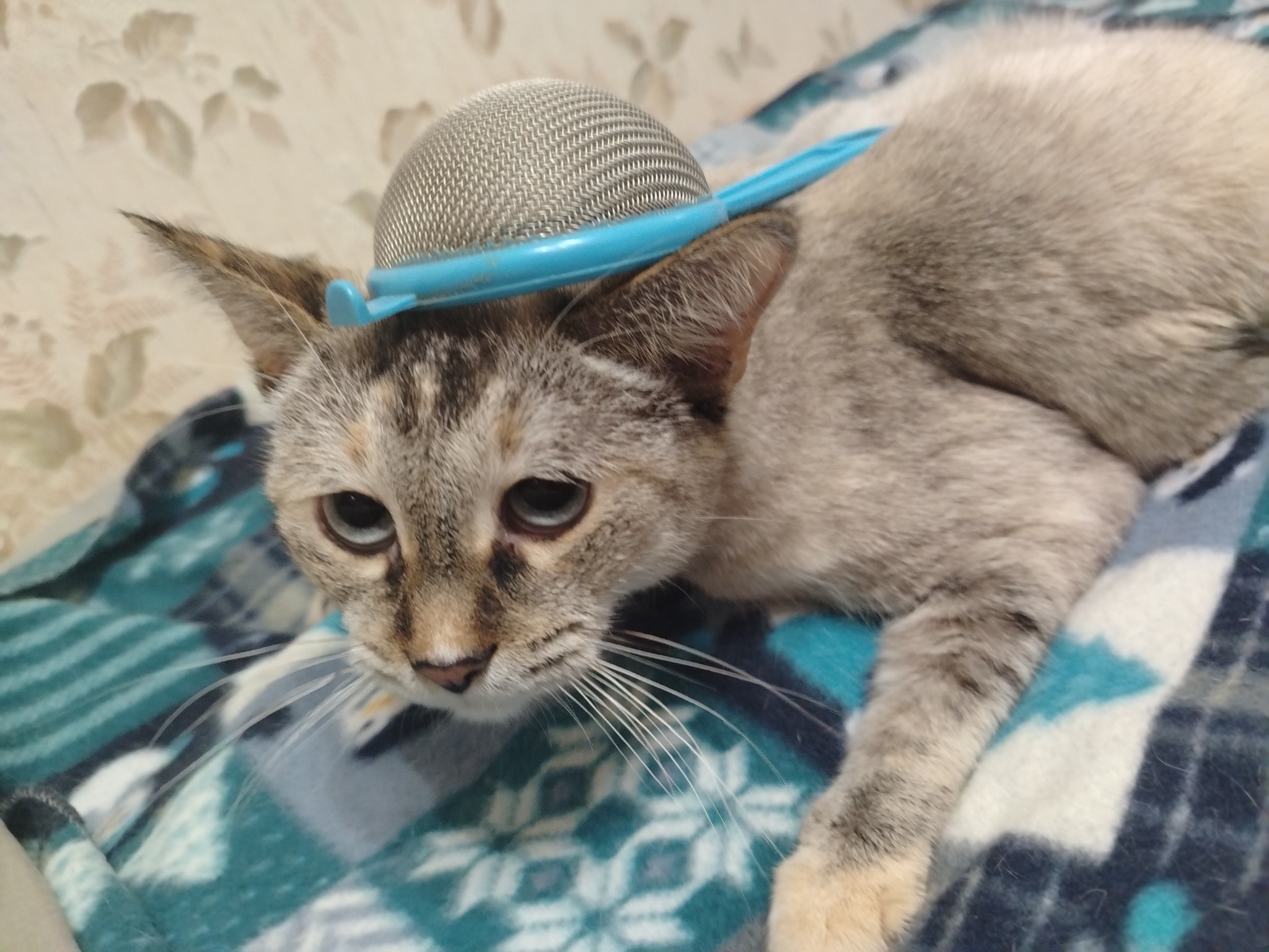 I will support Maria Andreevna - My, Teacher, Pastafarianism, A wave of posts, cat, Colander, The photo, The moral support, Religion