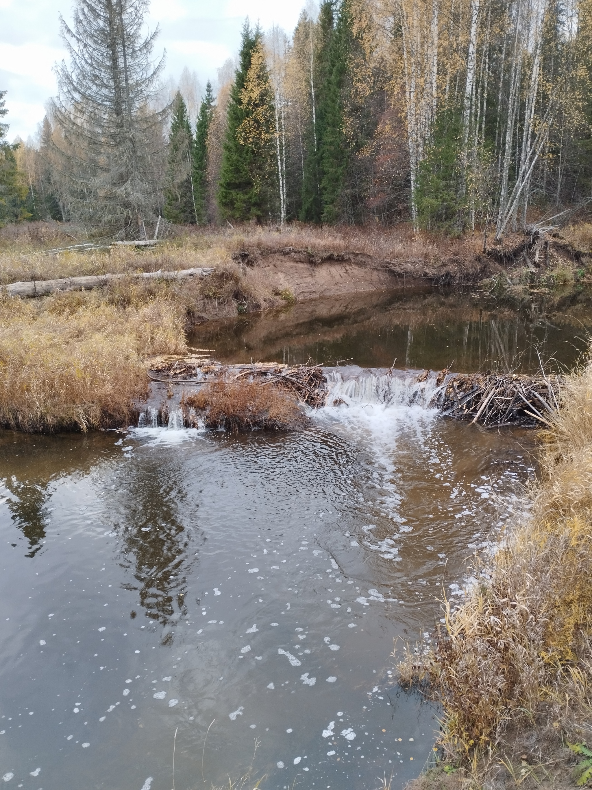 What do you have against Beavers?! - My, Beavers, River, A fish, A boat, Dam, Republic of Belarus, Longpost