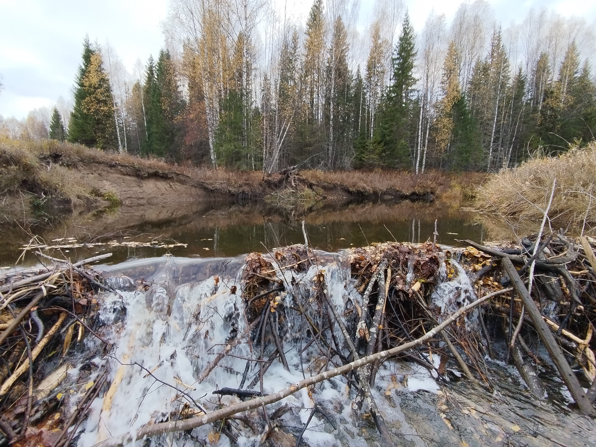 What do you have against Beavers?! - My, Beavers, River, A fish, A boat, Dam, Republic of Belarus, Longpost