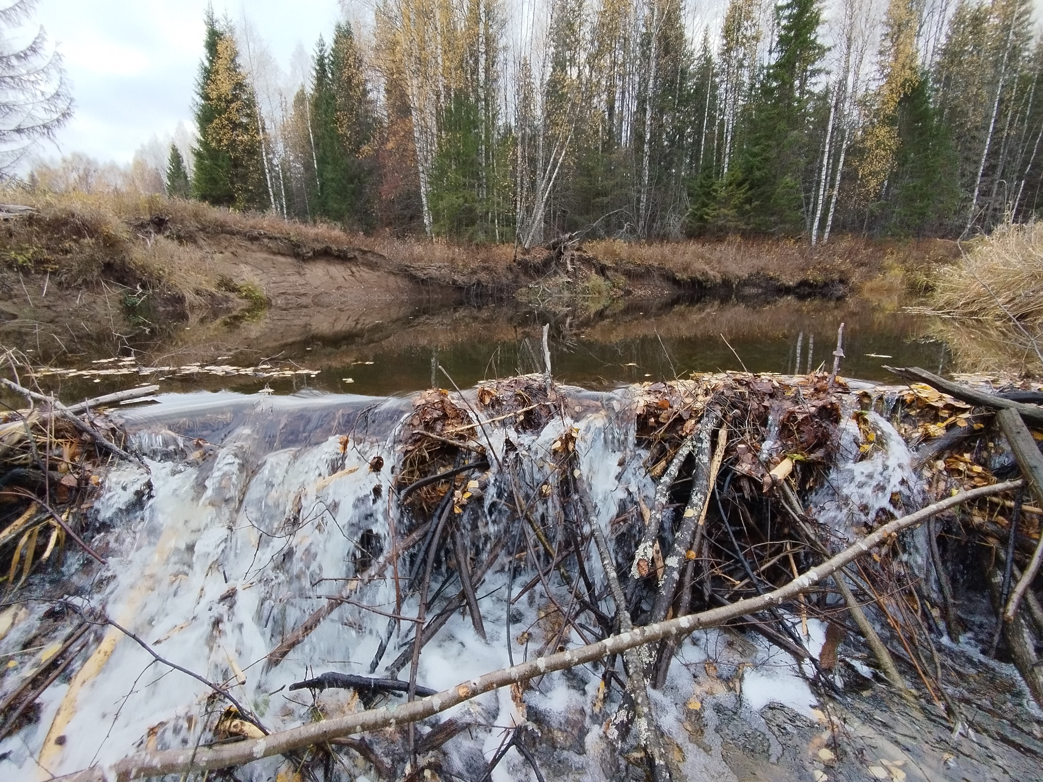 What do you have against Beavers?! - My, Beavers, River, A fish, A boat, Dam, Republic of Belarus, Longpost