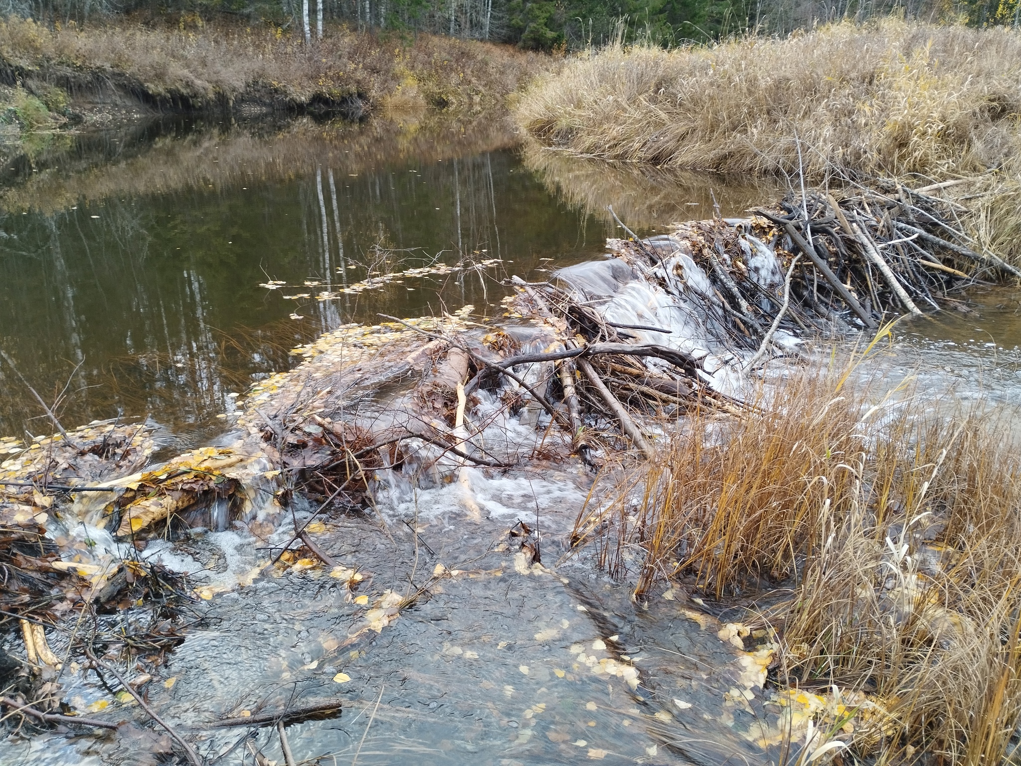 What do you have against Beavers?! - My, Beavers, River, A fish, A boat, Dam, Republic of Belarus, Longpost