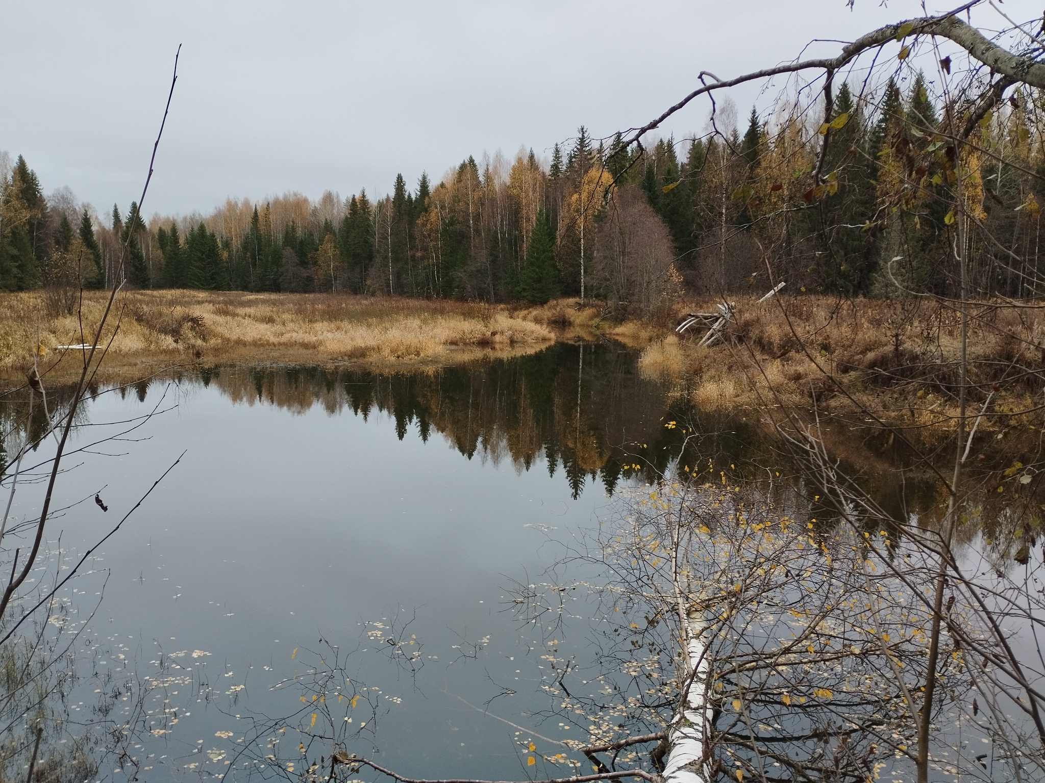 What do you have against Beavers?! - My, Beavers, River, A fish, A boat, Dam, Republic of Belarus, Longpost