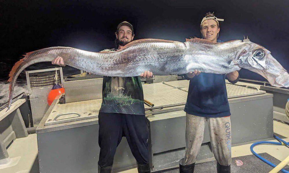 Australian fishermen catch unusual 'seahorse' - A fish, Marine life, Food