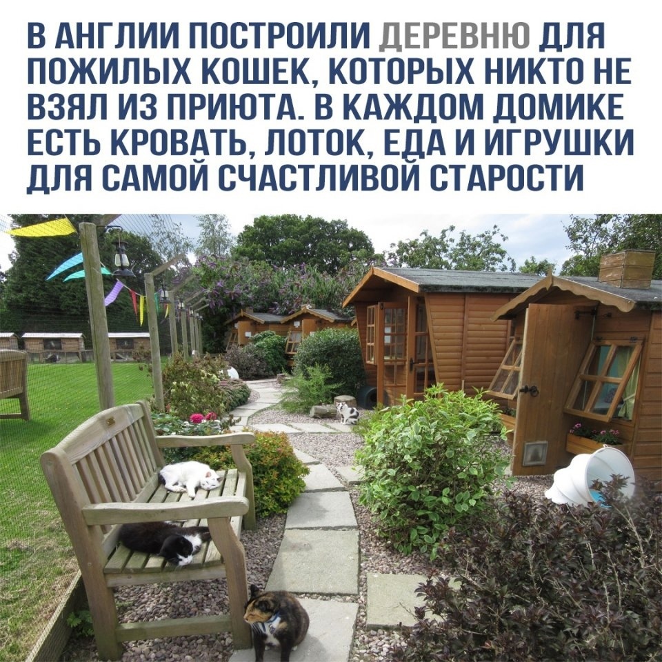 Dream pension - Picture with text, cat, Animals, Pets, Care, Kindness