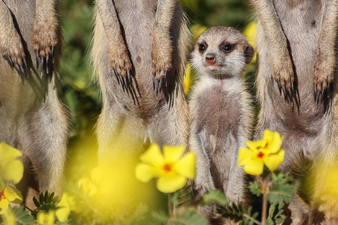 On par with adults - Young, Meerkat, Predatory animals, Wild animals, wildlife, South Africa, The photo