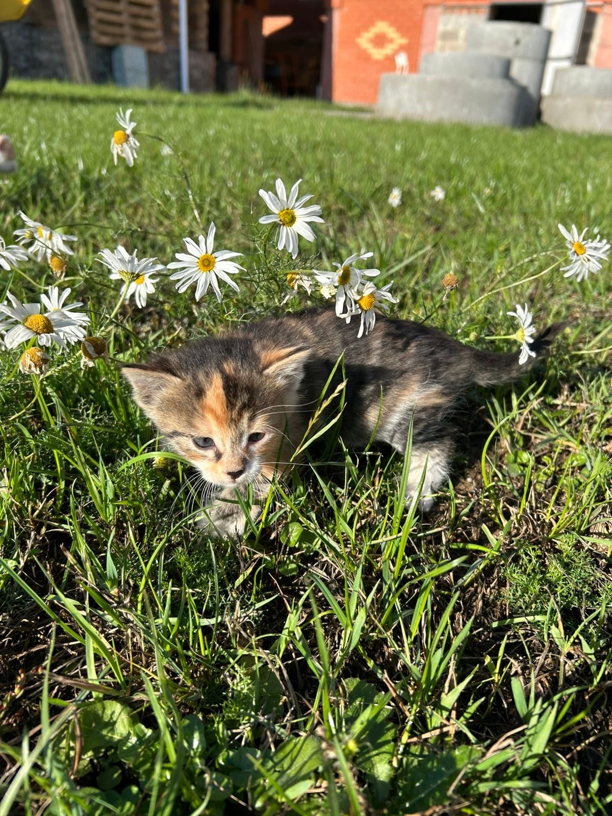 Kittens for sale. Moscow region - My, Kittens, Is free, Helping animals, Good league, Animal shelter, Lost, Longpost, cat, In good hands