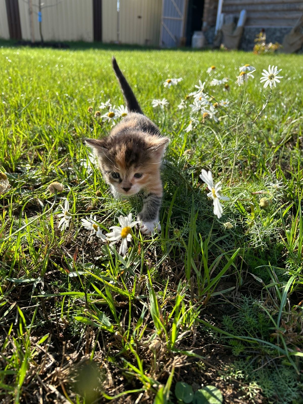 Kittens for sale. Moscow region - My, Kittens, Is free, Helping animals, Good league, Animal shelter, Lost, Longpost, cat, In good hands