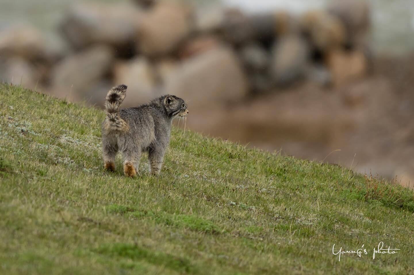 Manul is not happy with the rain - Pallas' cat, Small cats, Cat family, Predatory animals, Wild animals, wildlife, China, The photo, Rain