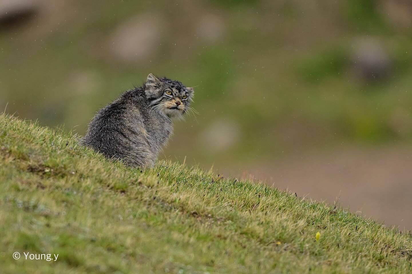 Manul is not happy with the rain - Pallas' cat, Small cats, Cat family, Predatory animals, Wild animals, wildlife, China, The photo, Rain