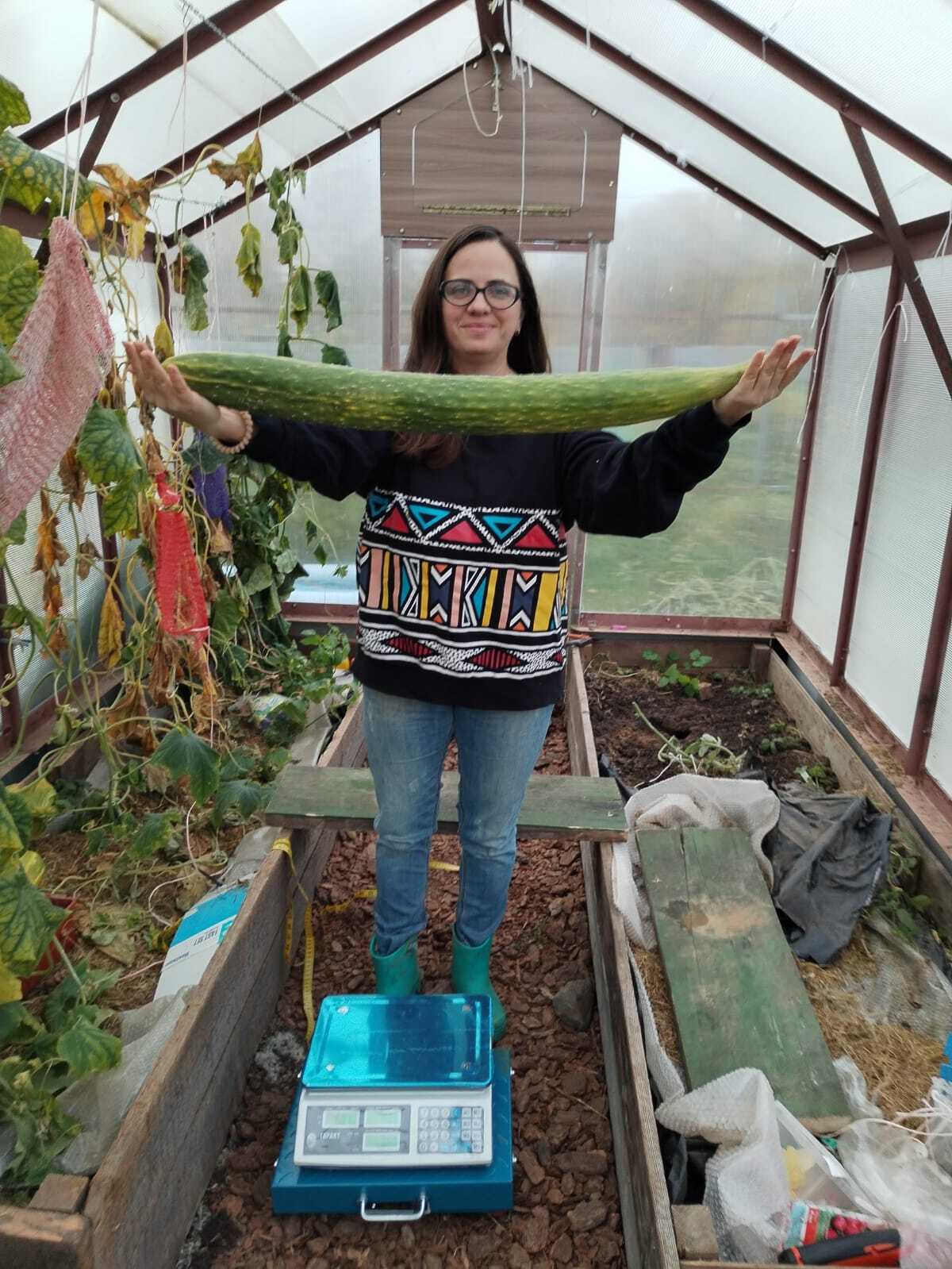 Giant cucumber from ordinary seeds) - My, Cucumbers, Garden, Dacha, Giants, Gigantomania, Longpost