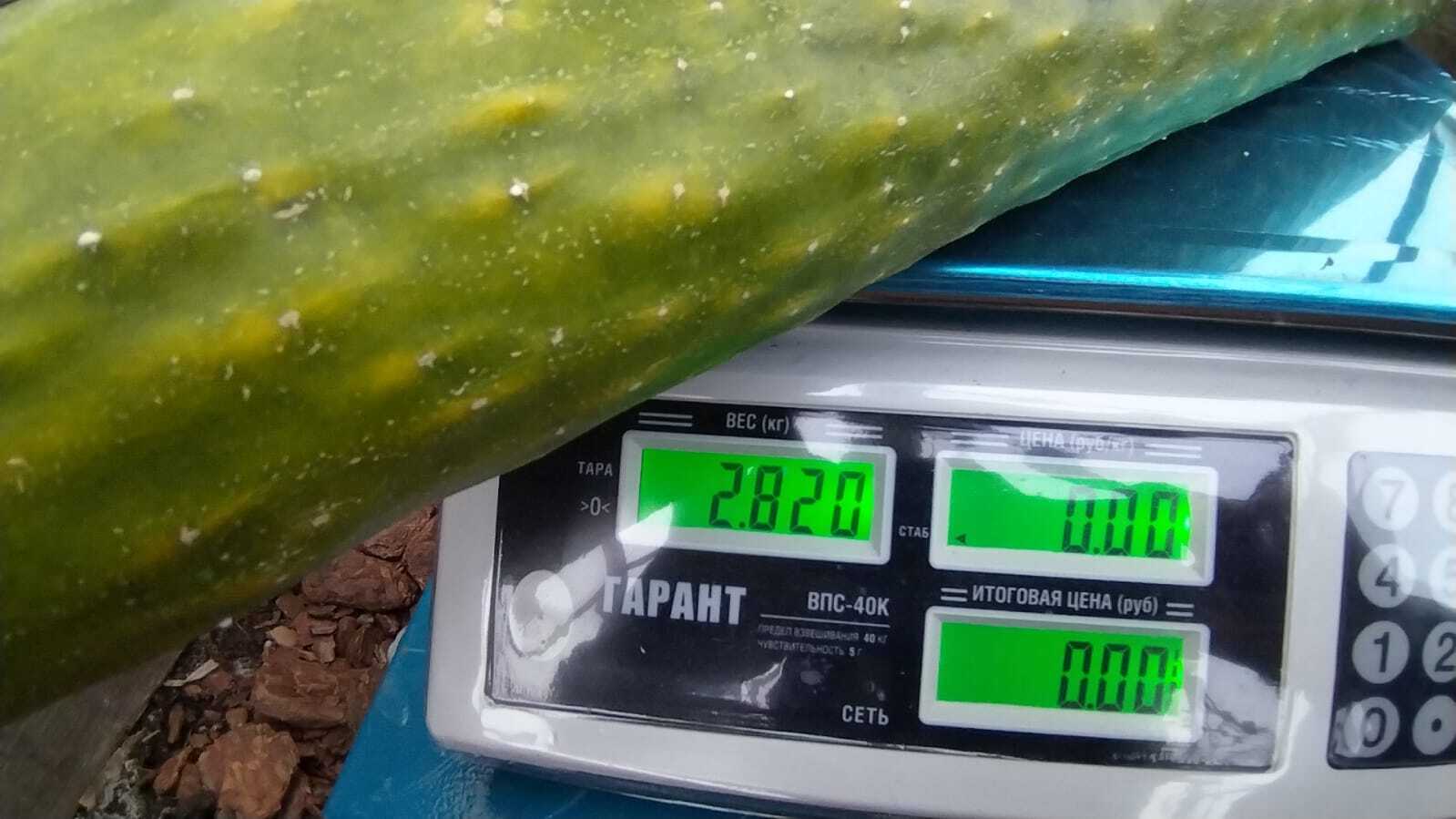 Giant cucumber from ordinary seeds) - My, Cucumbers, Garden, Dacha, Giants, Gigantomania, Longpost