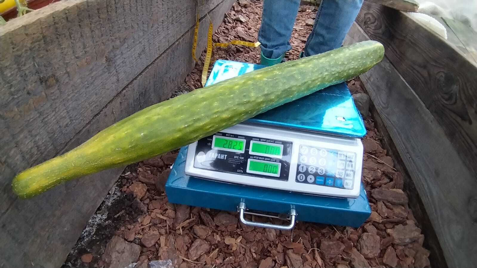 Giant cucumber from ordinary seeds) - My, Cucumbers, Garden, Dacha, Giants, Gigantomania, Longpost