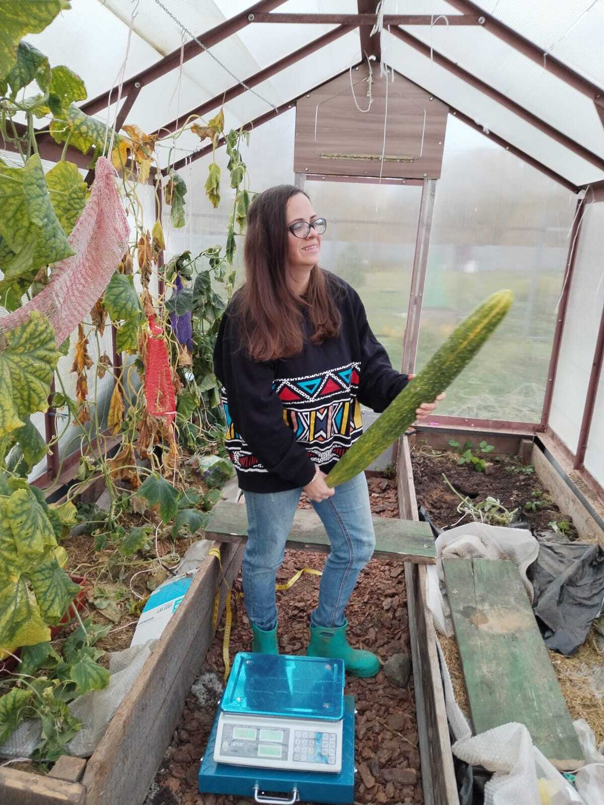 Giant cucumber from ordinary seeds) - My, Cucumbers, Garden, Dacha, Giants, Gigantomania, Longpost