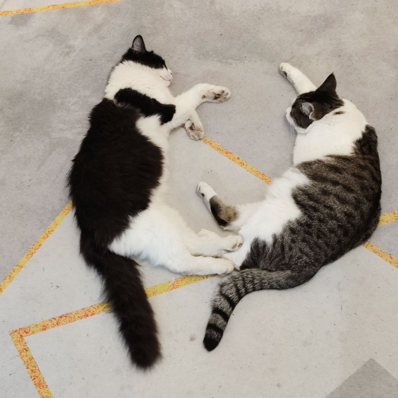 My two yin and yang! - cat, It Was-It Was, Pet the cat, Fat cats, Longpost