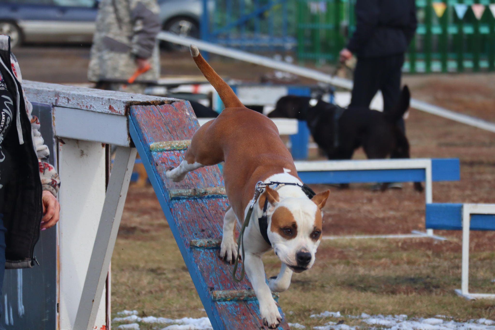 Dog training in Omsk - OCSSSS 19 - 10 - 2024 - Dog, Dog lovers, Puppies, Omsk, Training, Г“Г±Г±Г±, Friend, Care, Longpost