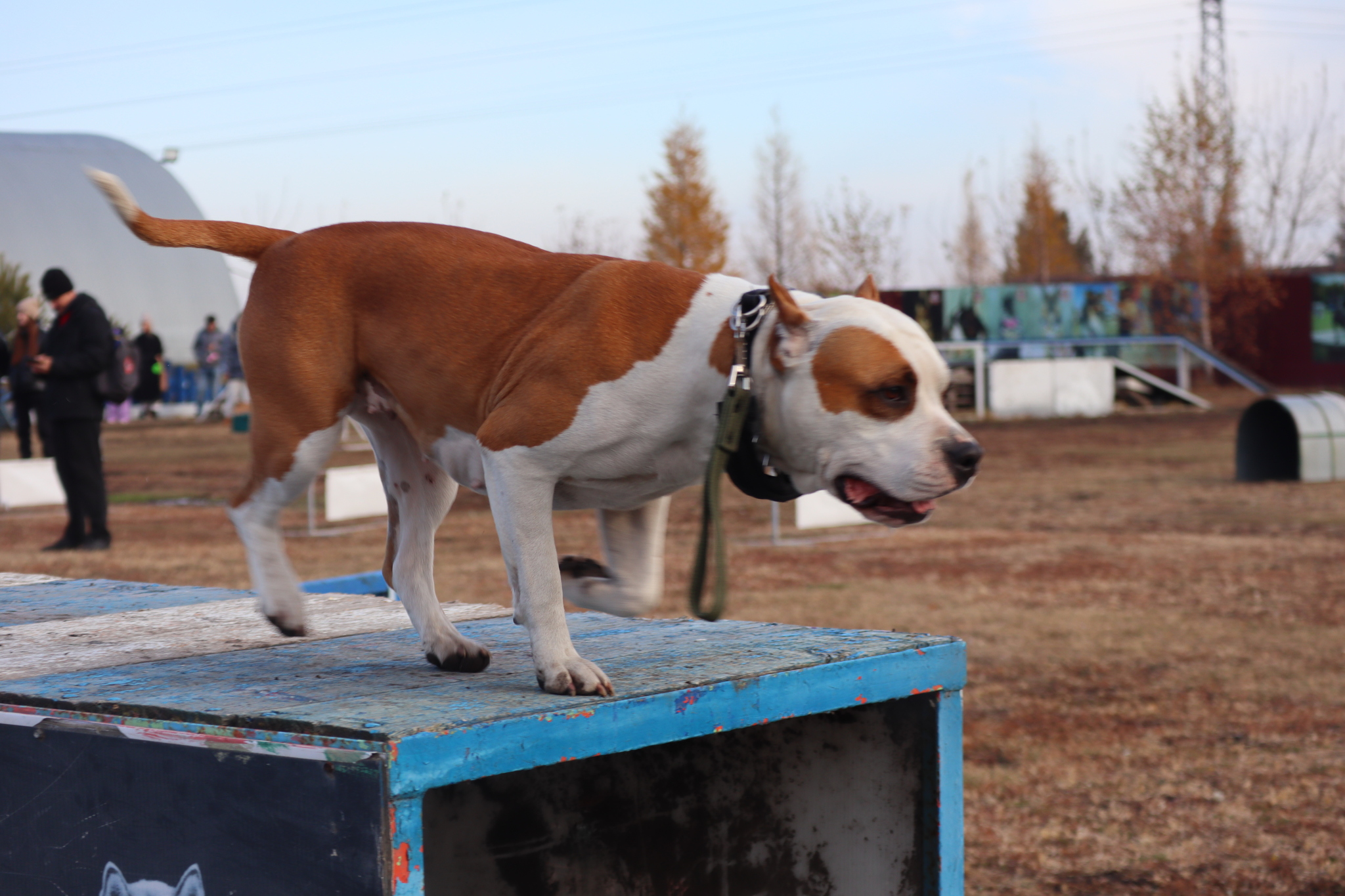 Dog training in Omsk - OCSSSS 19 - 10 - 2024 - Dog, Dog lovers, Puppies, Omsk, Training, Г“Г±Г±Г±, Friend, Care, Longpost