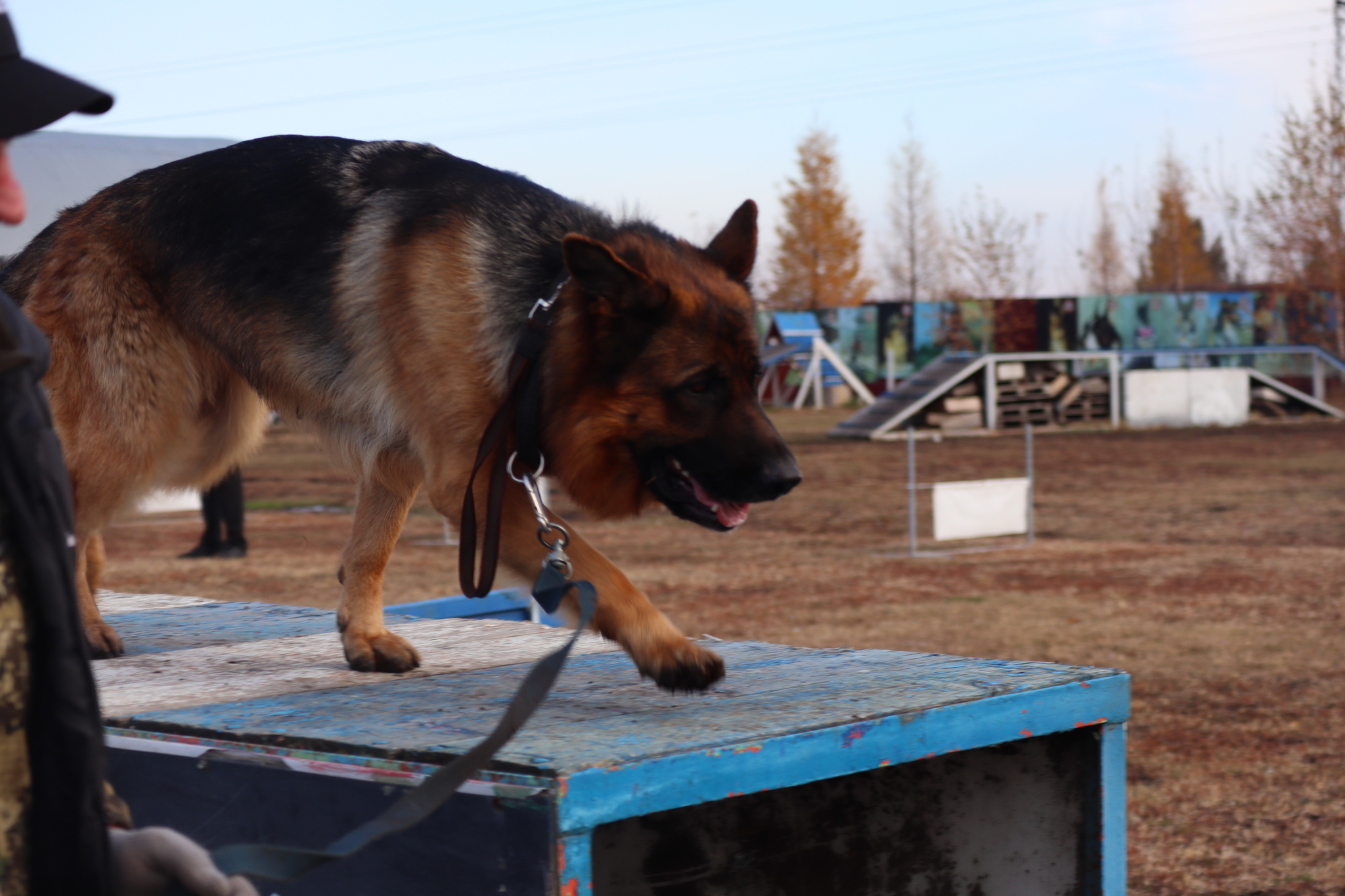 Dog training in Omsk - OCSSSS 19 - 10 - 2024 - Dog, Dog lovers, Puppies, Omsk, Training, Г“Г±Г±Г±, Friend, Care, Longpost