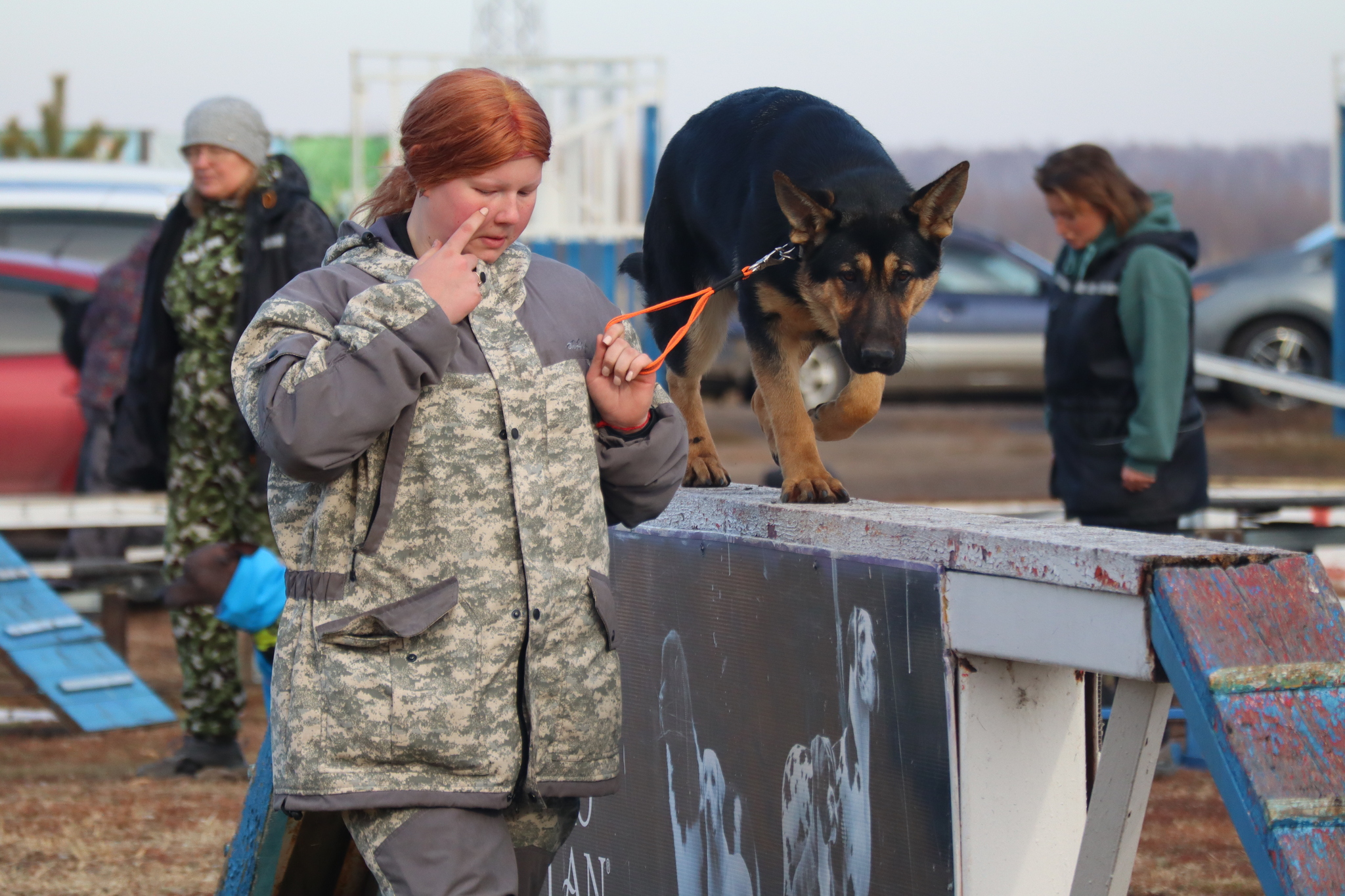 Dog training in Omsk - OCSSSS 19 - 10 - 2024 - Dog, Dog lovers, Puppies, Omsk, Training, Г“Г±Г±Г±, Friend, Care, Longpost