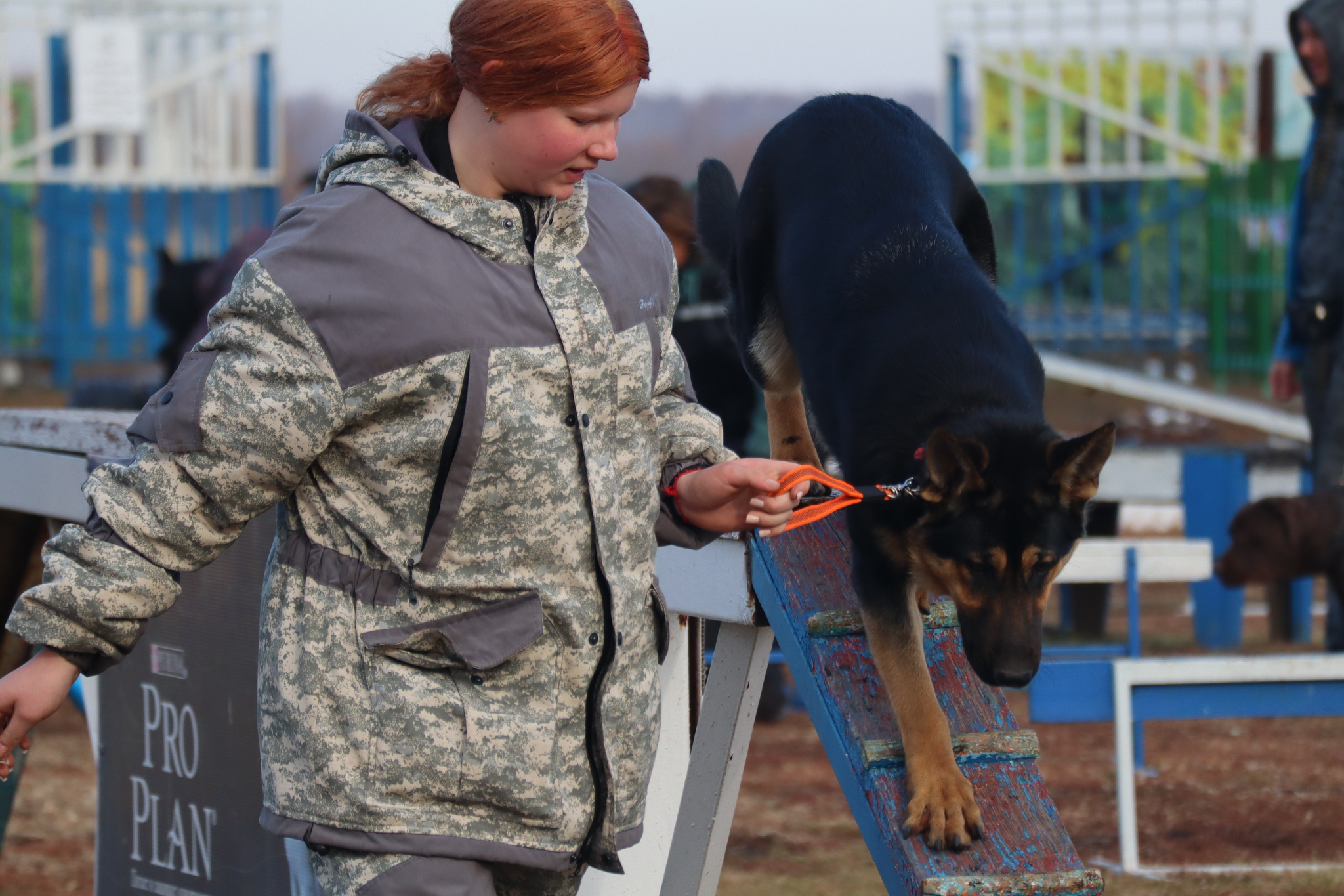 Dog training in Omsk - OCSSSS 19 - 10 - 2024 - Dog, Dog lovers, Puppies, Omsk, Training, Г“Г±Г±Г±, Friend, Care, Longpost