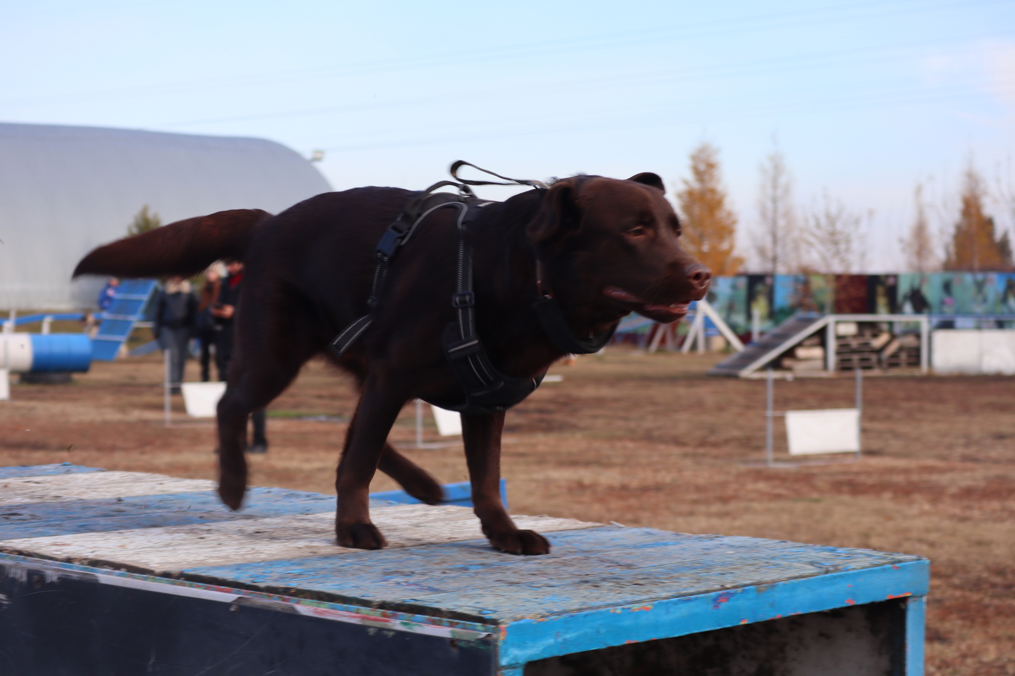 Dog training in Omsk - OCSSSS 19 - 10 - 2024 - Dog, Dog lovers, Puppies, Omsk, Training, Г“Г±Г±Г±, Friend, Care, Longpost