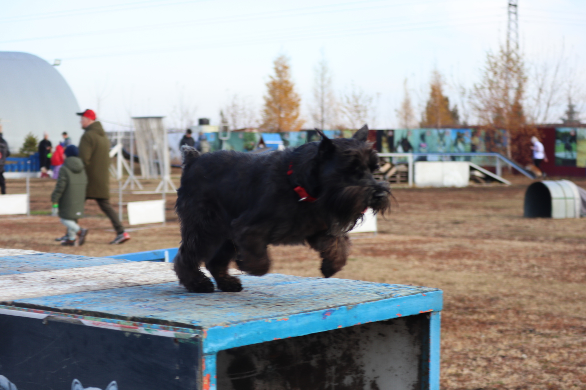 Dog training in Omsk - OCSSSS 19 - 10 - 2024 - Dog, Dog lovers, Puppies, Omsk, Training, Г“Г±Г±Г±, Friend, Care, Longpost