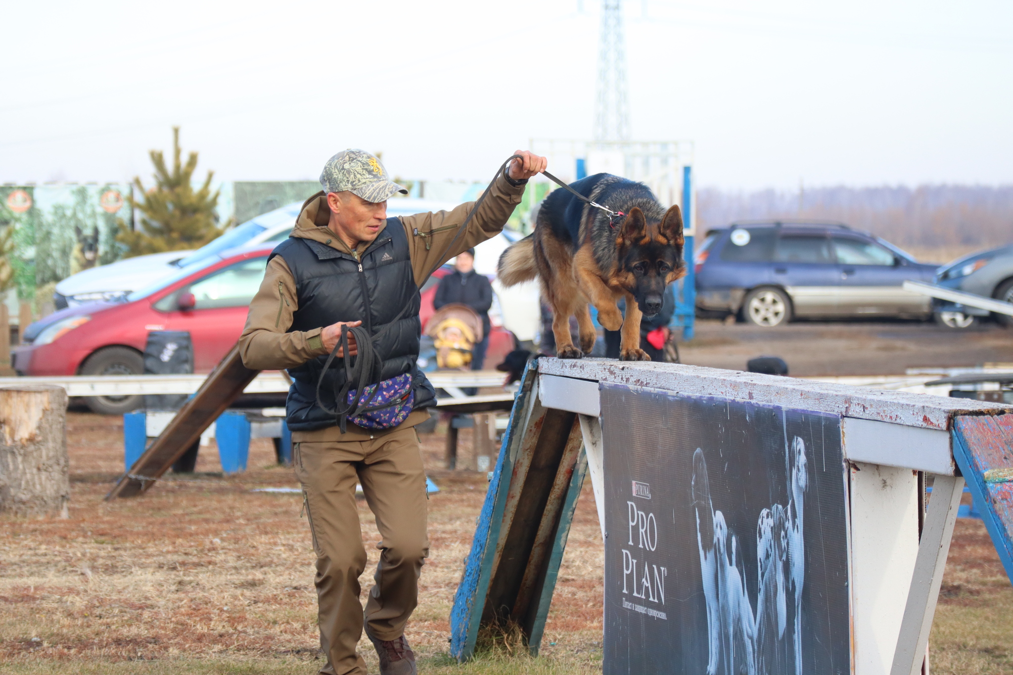 Dog training in Omsk - OCSSSS 19 - 10 - 2024 - Dog, Dog lovers, Puppies, Omsk, Training, Г“Г±Г±Г±, Friend, Care, Longpost