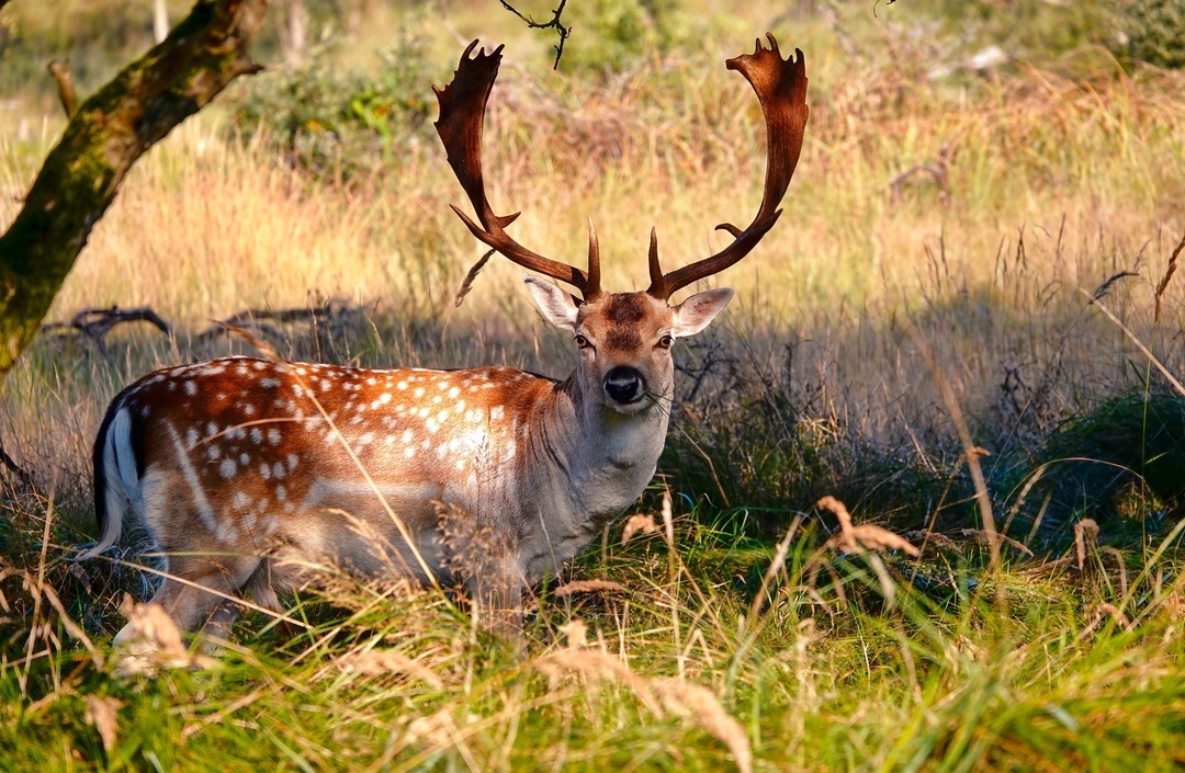 Deer - My, The photo, Netherlands (Holland), Nature, Deer